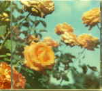 Attached image