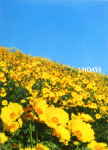 Attached image