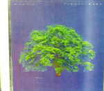 Attached image
